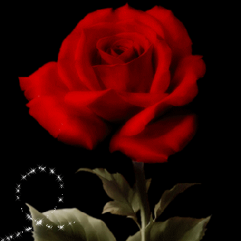 L'ultima rosa rossa