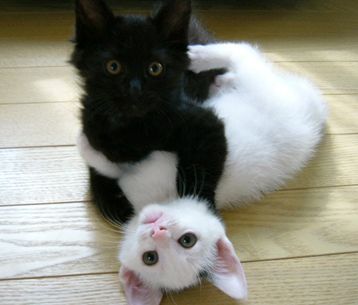 Gatto nero e gatto bianco