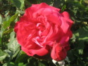 La rosa (soave oblio delle menti)