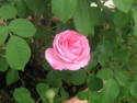 La rosa d'inverno