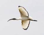 Ibis