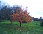 All'autunno