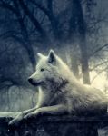 "La notte del lupo"