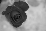"La mia rosa nera"