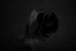 "Il profumo della rosa nera"