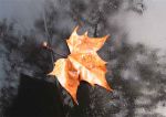 Immagine d’autunno