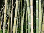 Da Bambù a Giunco
