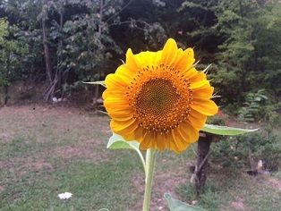 Il tuo girasole