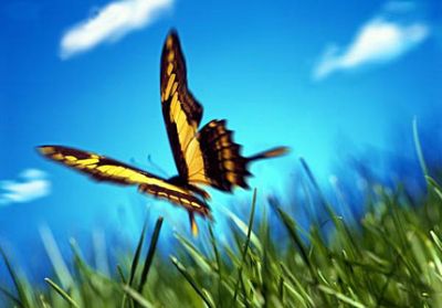 Una farfalla al vento