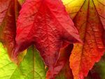 Foglia autunnale