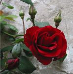 La rosa e le sue spine