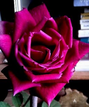 Romanzo in una rosa