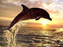 Salta delfino