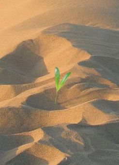 Germoglio del deserto