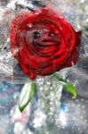 Il sorriso di una rosa