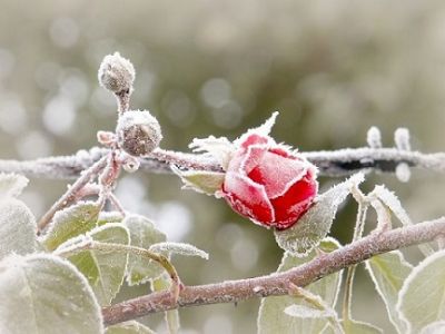 Inverno ghiaccio