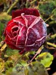 Rosa d’inverno