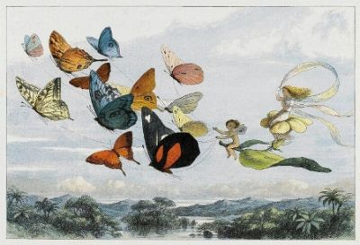 Le farfalle dell'Eden  
