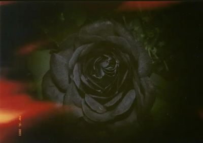 Fiore scuro