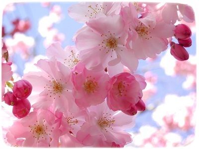 I fiori di ciliegio