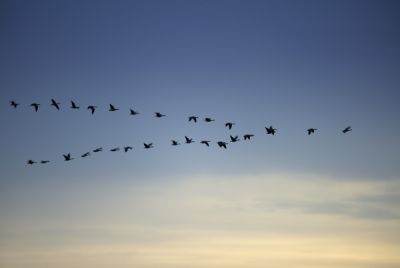 Volo di pensieri