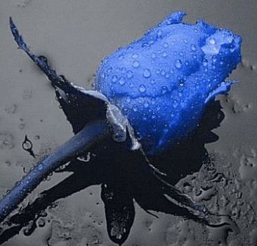 ''Rosa blu''