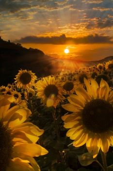 Ghirlande di girasoli