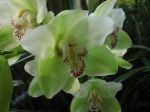Orchidea Verde