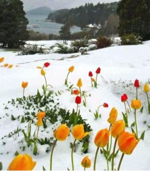 Come tulipani sulla neve