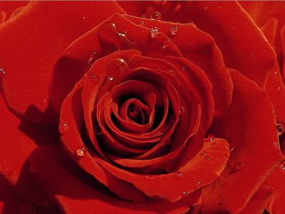 Una rosa rifiorita