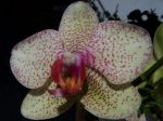 Orchidegna