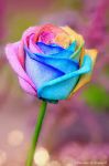 Rosa arcobaleno (a Flavia che accolse mia figlia Serena)