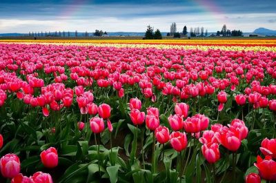 Tulipani in serie