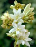 Tuberose