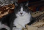 Il mio gatto Rommy