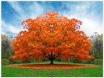 Come alberi