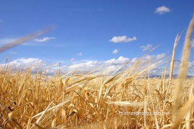 Come spiga... in un fertile campo di grano