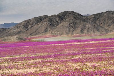 Fiore nel deserto