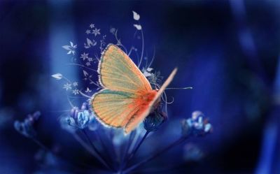 Come ali di Farfalla