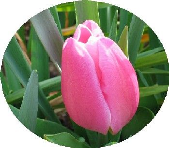 Anche tu tulipano