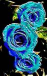 Tre rose blu