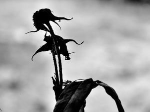 Il fiore nero
