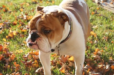 Il bulldog inglese... e il gatto