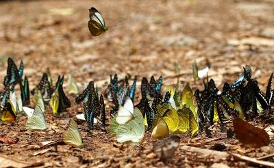 La foresta delle farfalle di ossidiana