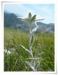 Edelweiss