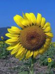 Girasole