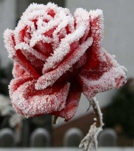 Rosa d'inverno