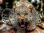 Il Ruggito del Leopardo