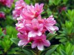 Rododendro