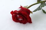 Rosa d'inverno